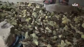 گزارش بودنه