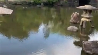 مهربانی لب دریاچه