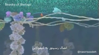 سفر به درون سلول