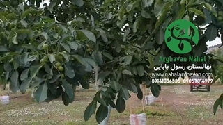 باردهی سال ششم نهال گردو چندلر ارغوان