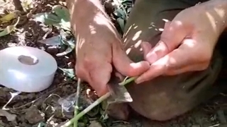 آموزش پیوند درخت بادام | ارغوان نهال