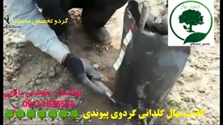 نحوه کاشت نهال گردو