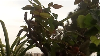 فیلمبردار-حسام الدین شفیعیان