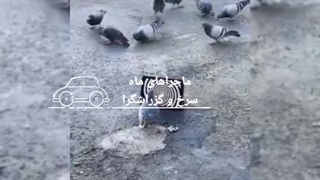 وقتی میبینم همونو گزارش میدین(کیلیپ دیده شود)