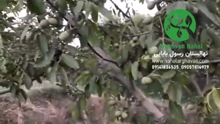 بهترین نهالستان ایران