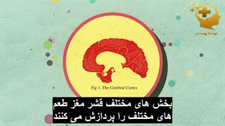 چگونه قند بر مغز تأثیر می گذارد؟