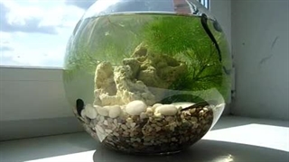 پرورش زالو در منزل به روش جزیره خانگی