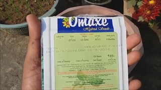 نحوه کاشت و پرورش کاهو