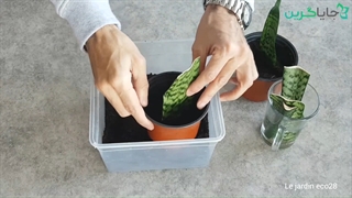 تکثیر سانسوریا با روش قلمه زدن - قلمه زدن سانسوریا