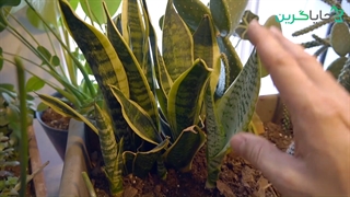 تکثیر سانسوریا با پاچوش