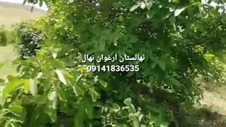 مشخصات نهال گردو ژنوتیپ برتر ارغوان تیپ 7
