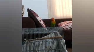 آموزش به پرندگان خانگی قسمت اول