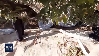 تشنگی باغ‌های پسته خراسان جنوبی