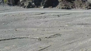 تصاویر بعد از رهاسازی خرس سیاه