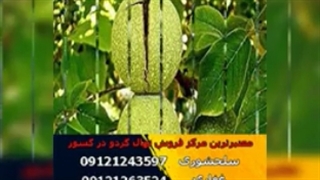 نهال گردو پیوندی(www.118gerdo.com)