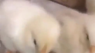 یه واتس آپ برو؟