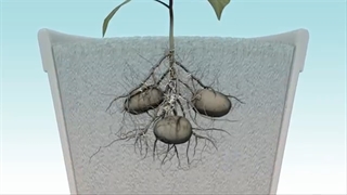 کاربرد ها و عملکرد انواع نشاسته