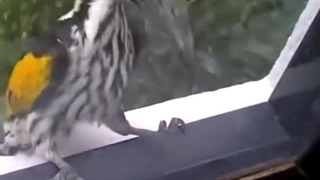 دارکوب در حال سوراخ کردن خانه مردم