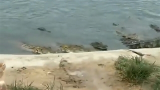 اردک خوش شانس