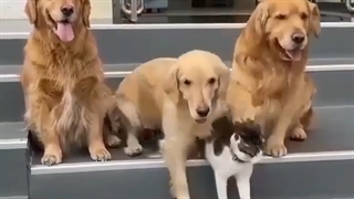 دوستی سه سگ با یک گربه