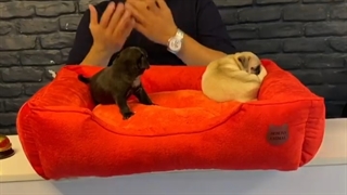 وقتی سگی رو میخریم پروسه سلامتی چیه؟ ویروس پاروا چیست؟