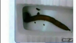 مثل اینکه آقای ابراهیمی تعارف نداره...