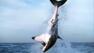 GREAT WHITE MONSTER SHARKS Attacks+one dolphin!