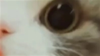 بسته شد :) کپ ؟