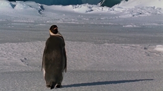 مستند حیات وحش____رژه پنگوئن ها...march of the penguns_____دوبله فارسی......2015