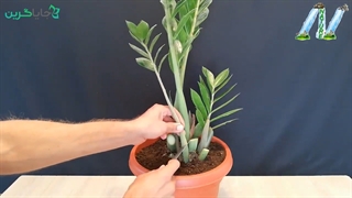 قلمه زدن زاموفیلیا - تکثیر زاموفیلیا | جایاگرین