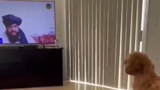 واکنش حیوانات به طالبان