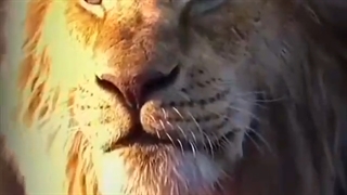 غرش خفن شیر