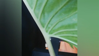 آفت کنه در گیاه بابا آدم