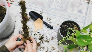 ساخت قیم خزه ای و نکاتی در مورد آن