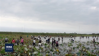 چپی‌زنی در رودبست بابلسر