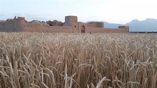 سرزمین  مادری