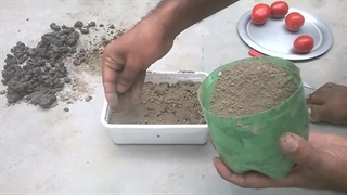 نحوه پرورش سریع و آسان گوجه فرنگی