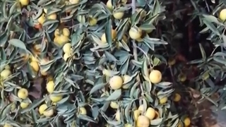 استعاره شایسته سالاری