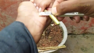 آموزش روش پیوند زدن برای به دست آوردن چند رنگ گل در یک گیاه