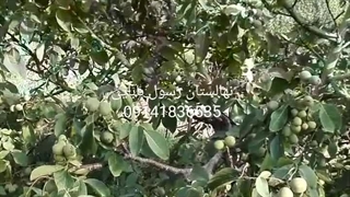 باردهی درخت گردو کانادایی برای سن درخت 8ساله