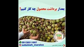 بعد از برداشت محصول چه کار کنیم؟_مشاوره ی واتساپ09138511997_سبزینه مارال یزد