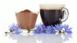 گیاه کاسنی