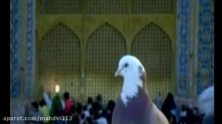 امام رضا (ع) | حامد زمانی