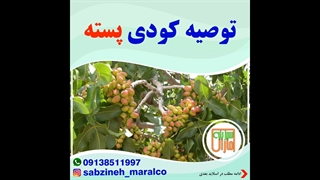 توصیه کودی پسته_مشاوره واتساپ09138511997_سبزینه مارال یزد