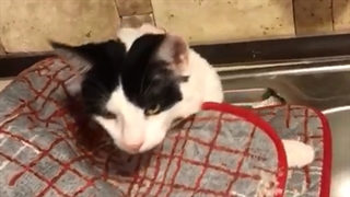 تامی و سینک ظرفشویی