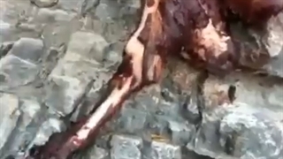 خرس ماده توسط دو روستایی کشته شد