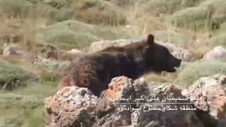 خرس قهوه ای در ارتفاعات سوادکوه در قاب دوربین محیط بان