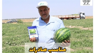 فروش انواع بذر هندوانه با کیفیت عاااااالی