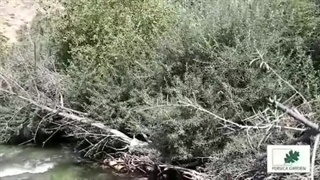 سنجد تلخ یا خولان را بشناسید و بکارید