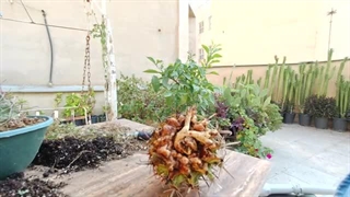 تحریک ریشه کاکتوس خواب رفته